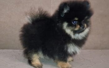 Pomeranac muzjak