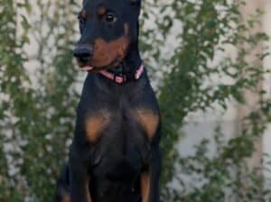 Doberman ženka