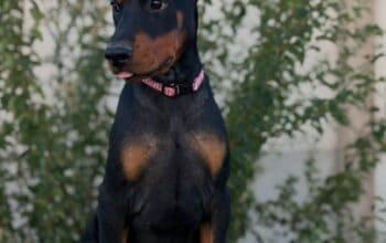 Doberman ženka
