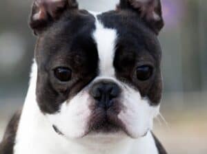 Boston terrier mužjak slobodan za parenje