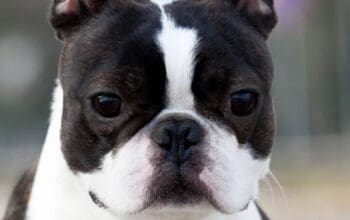 Boston terrier mužjak slobodan za parenje