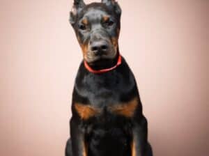 Doberman štenci