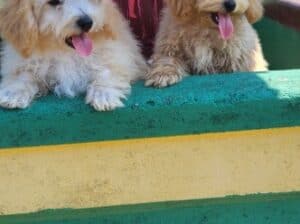 Maltipoo-Bipooo