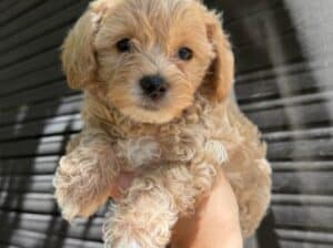 Maltipoo kucici