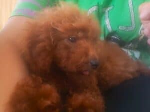 Crvena toy pudla  