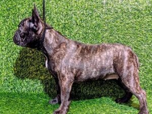 Francuski buldog – žensko štene