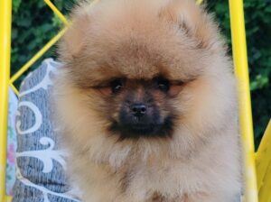 Pomeranac