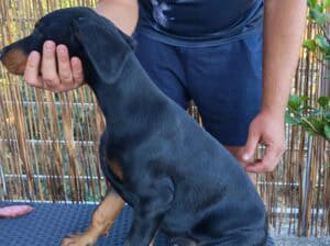 Doberman stenci