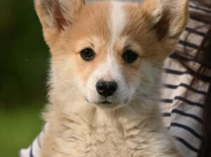 Velski korgi/Welsh Corgi Pembroke