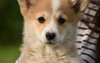 Velski korgi/Welsh Corgi Pembroke
