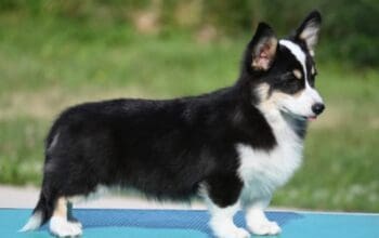 Velski korgi/Welsh Corgi Pembroke
