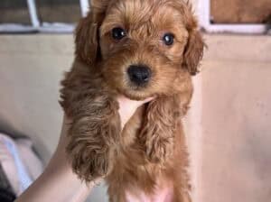Malitpoo / Pudla