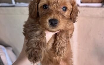 Malitpoo / Pudla
