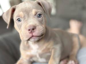 American bully pocket lilac štenci