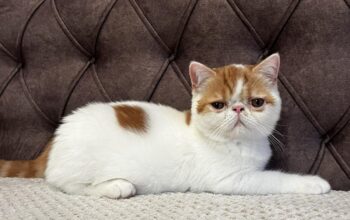 Egzotični kratkodlaki mačići (Exotic Shorthair)
