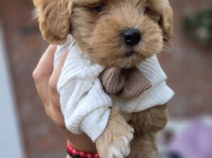 Maltipoo bebe
