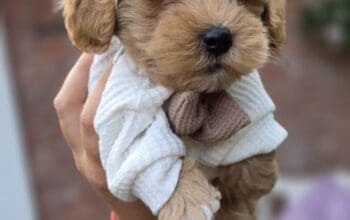 Maltipoo bebe