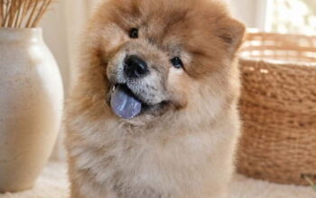 Predivan Chow Chow mužjak, star 3 meseca