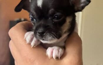 Čivava štene prelepa Civava Chihuahua apple head