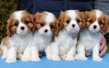 Dostupni štenci Cavalier King Charles spanijela