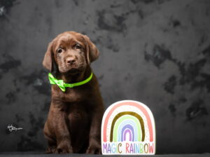 Crni i braon mužjak Labrador retrivera