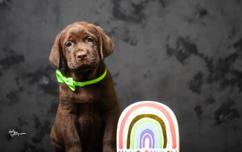 Crni i braon mužjak Labrador retrivera