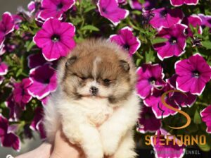 Pomeranac BOO medvedići