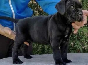 Cane corso prelepi štenci