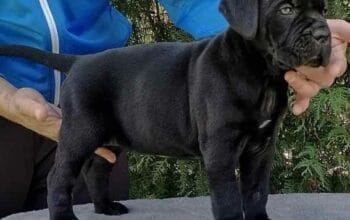 Cane corso prelepi štenci