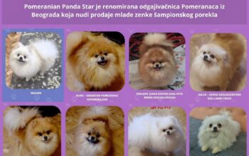 Odgajivačnica Pomeranaca prodaje mlade ženke