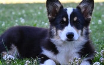Velški korgi/Welsh Corgi Pembroke