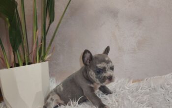 Francuski buldog – Štenci traže novi dom