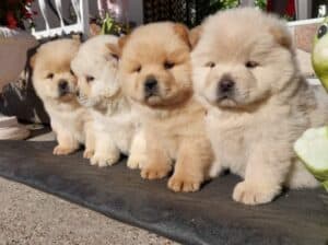 Chow chow – cau cau