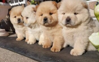 Chow chow – cau cau