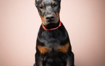 Doberman stenci