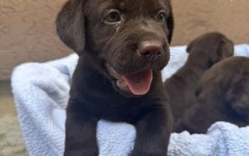 Cokoladni labrador