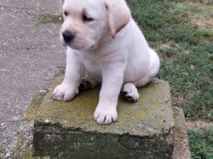 Labrador retriver