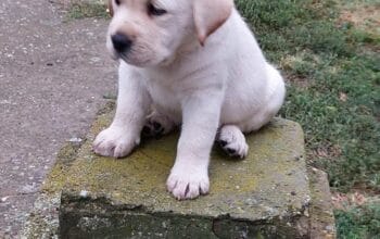 Labrador retriver