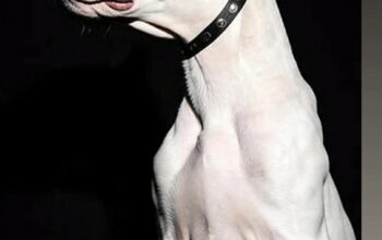 Dogo Argentino štenci