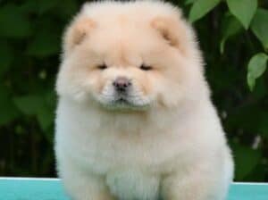 Chow chow-cau cau