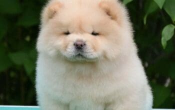Chow chow-cau cau