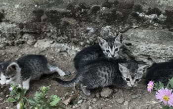 Poklanjamo macke
