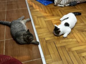 Egzotični kratkodlaki mačići (Exotic Shorthair)