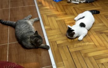 Egzotični kratkodlaki mačići (Exotic Shorthair)