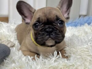 Francuski buldog štenci