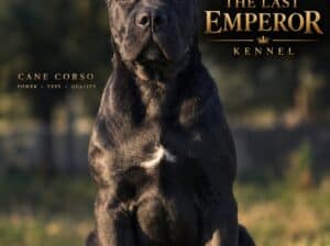 Cane Corso žensko štene