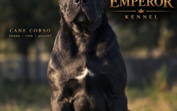 Cane Corso žensko štene