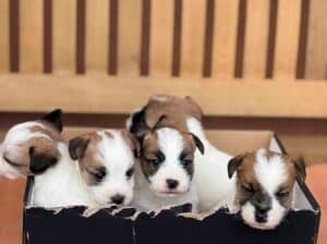 Oštrodlaki Džek Rasel terijer (Jack Russell Terrie