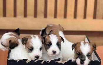 Oštrodlaki Džek Rasel terijer (Jack Russell Terrie