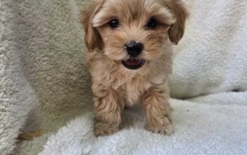 Maltipoo stenci spremni su za preuzimanje